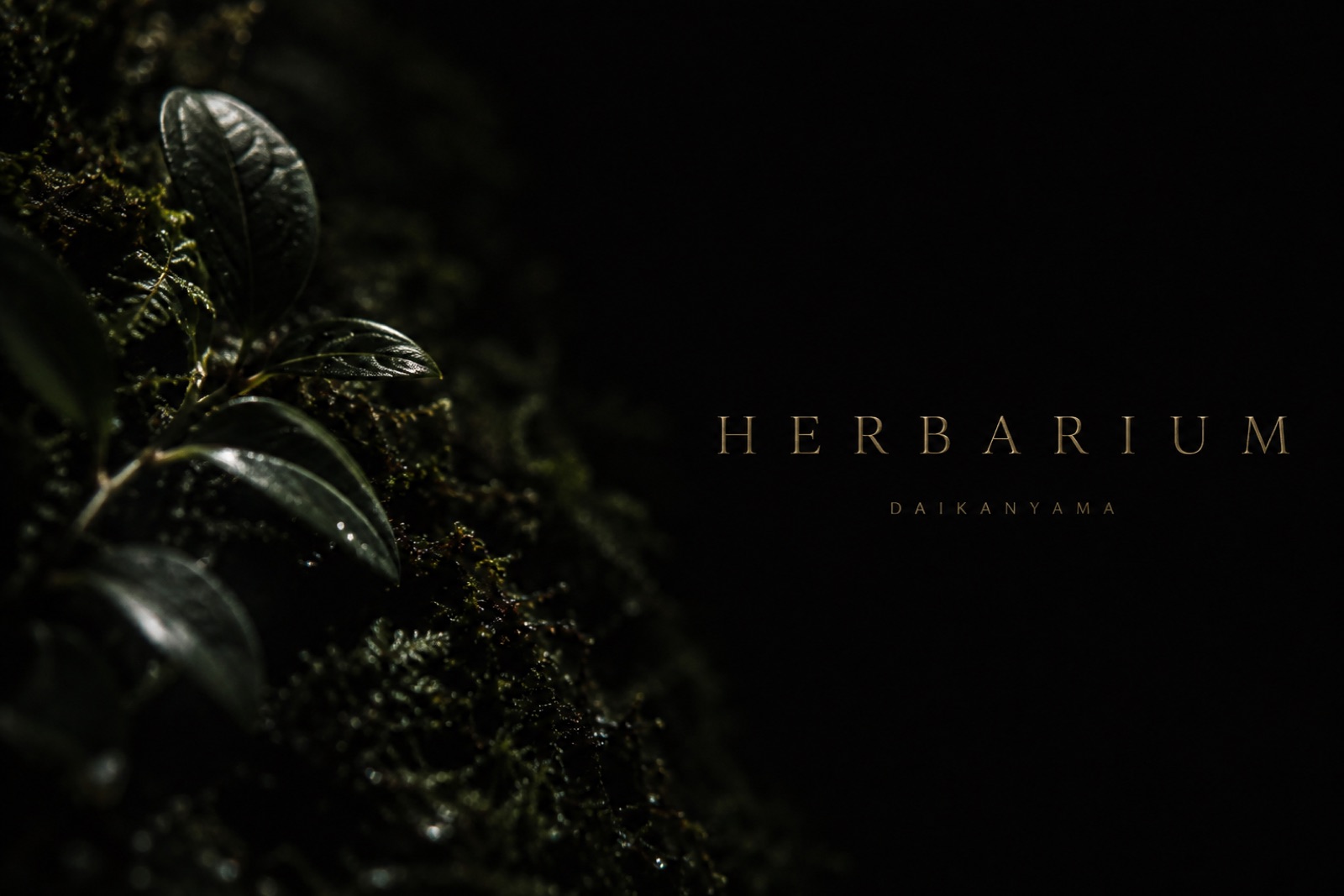 HERBARIUM — 苔と一葉
